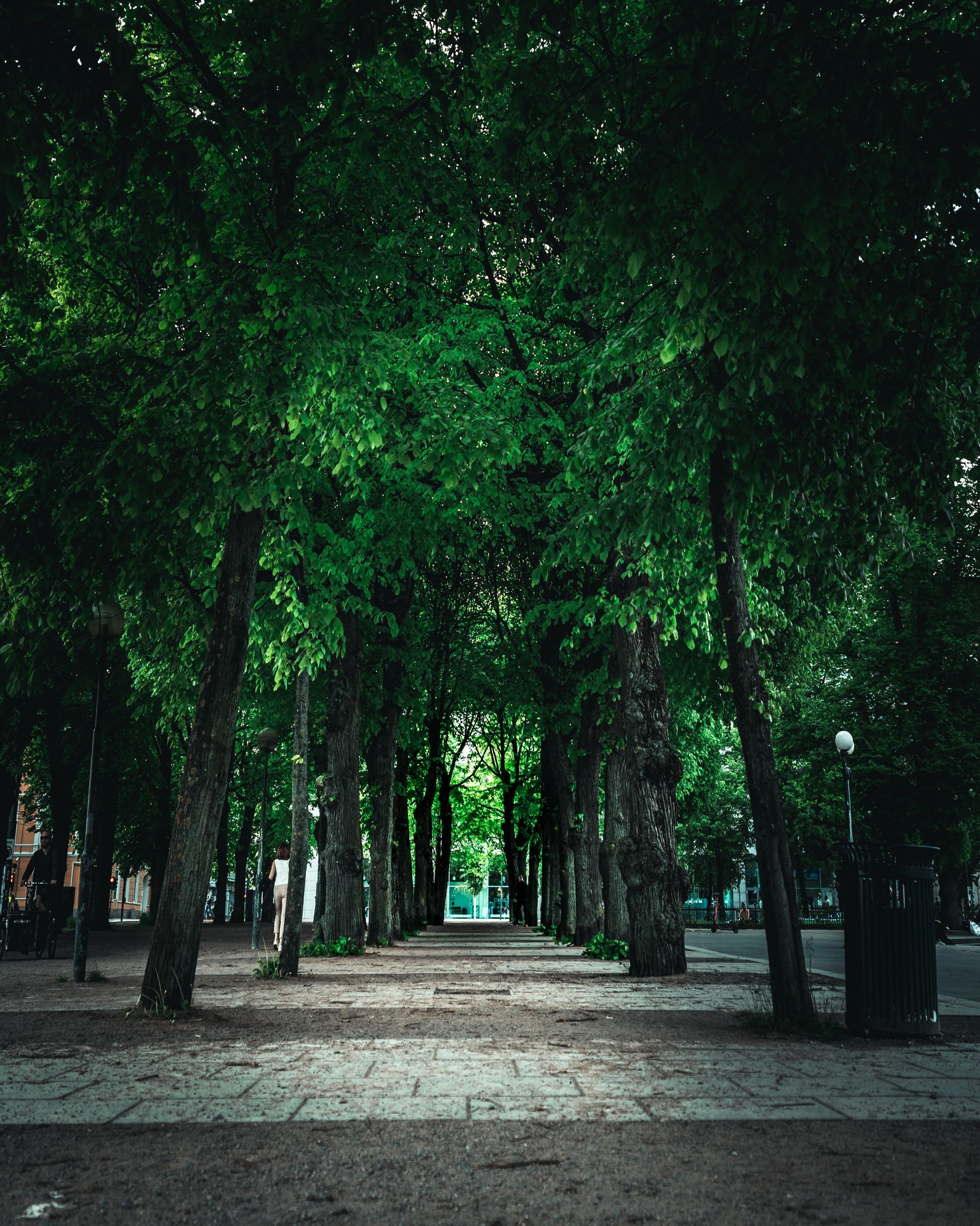 Forest in a city park bringing natural harmony and rhythm to the urban space.