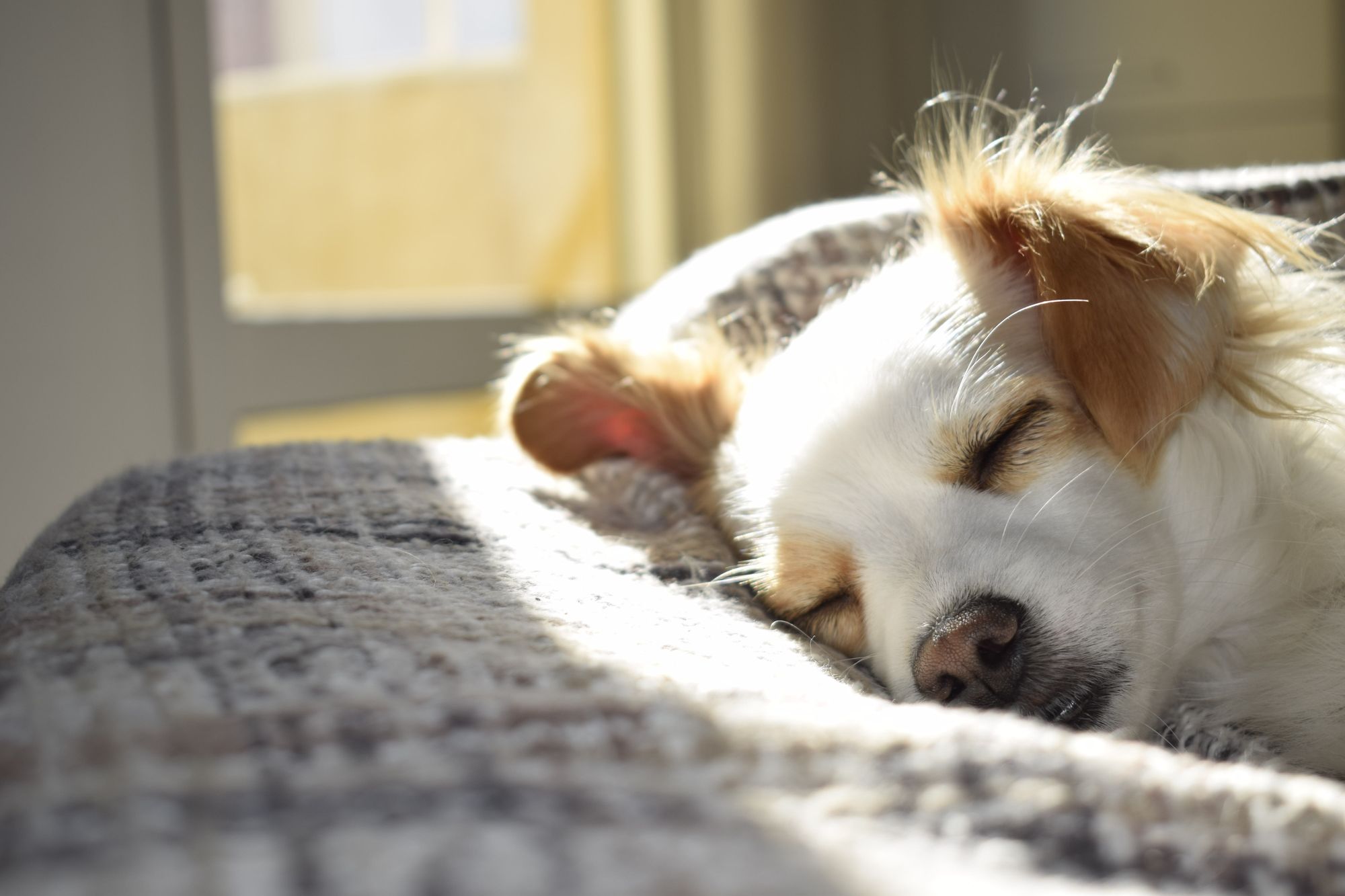 image of dog sleeping peacefully on sunny chair.  Naan design.  Naandesign