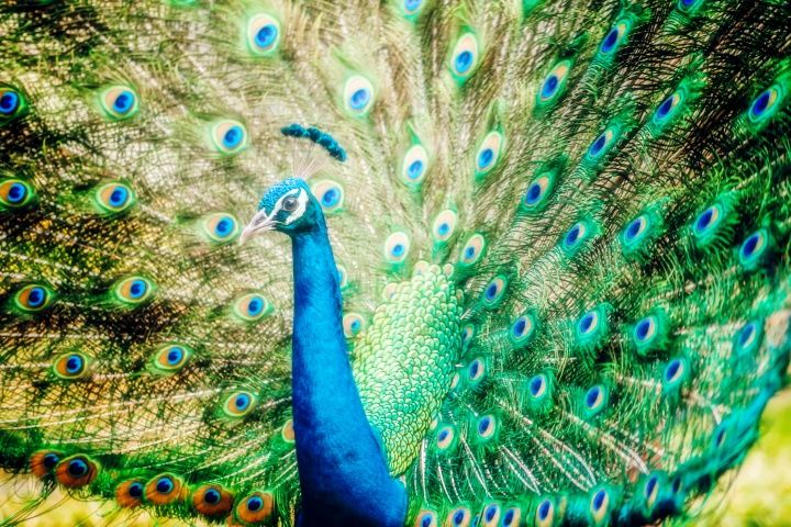 Peacock feathers on full display