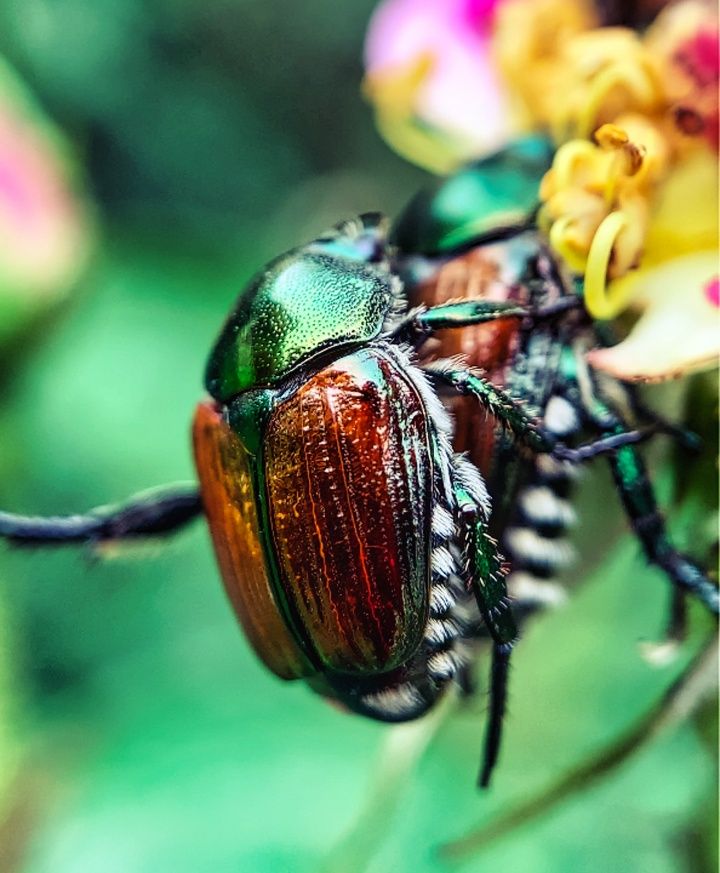 green amazonite color is reflected in the scarab beatle